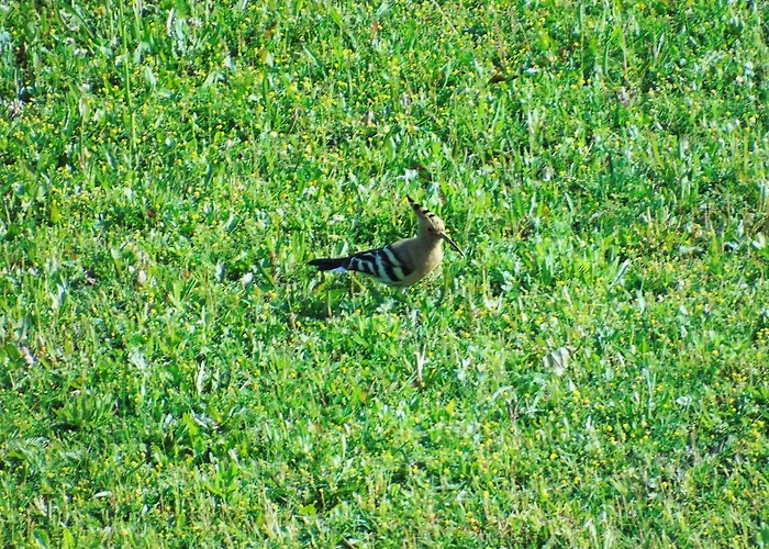 Vakantieboerderij Il Sambuco Siena