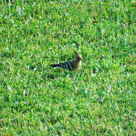 בית חווה Il Sambuco סיינה