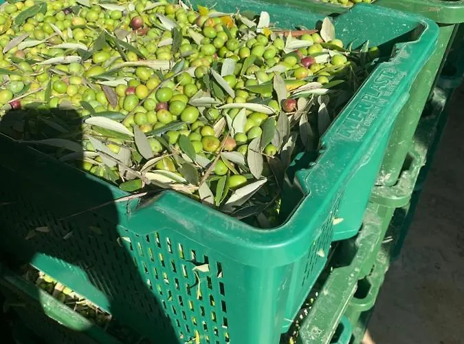 Il Sambuco Agroturismo Siena