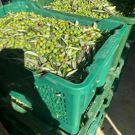 阿格里图丽斯莫伊尔桑布科酒店 农家乐 锡耶纳