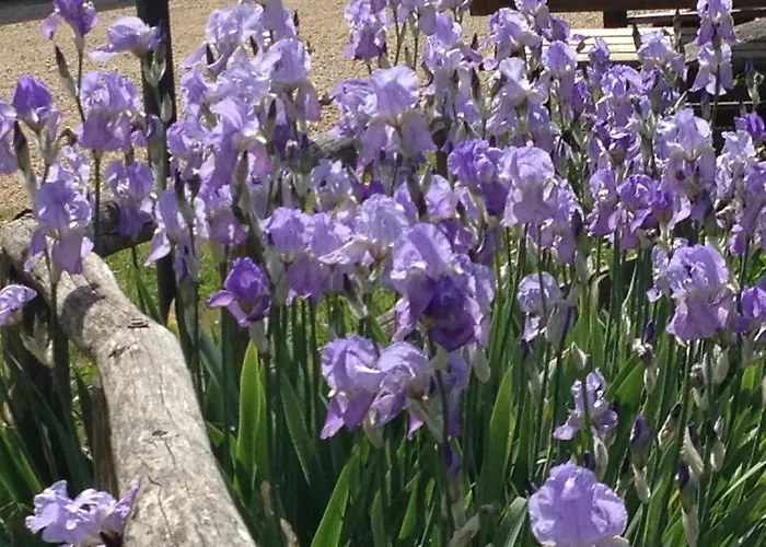 ファームステイ Il Sambuco